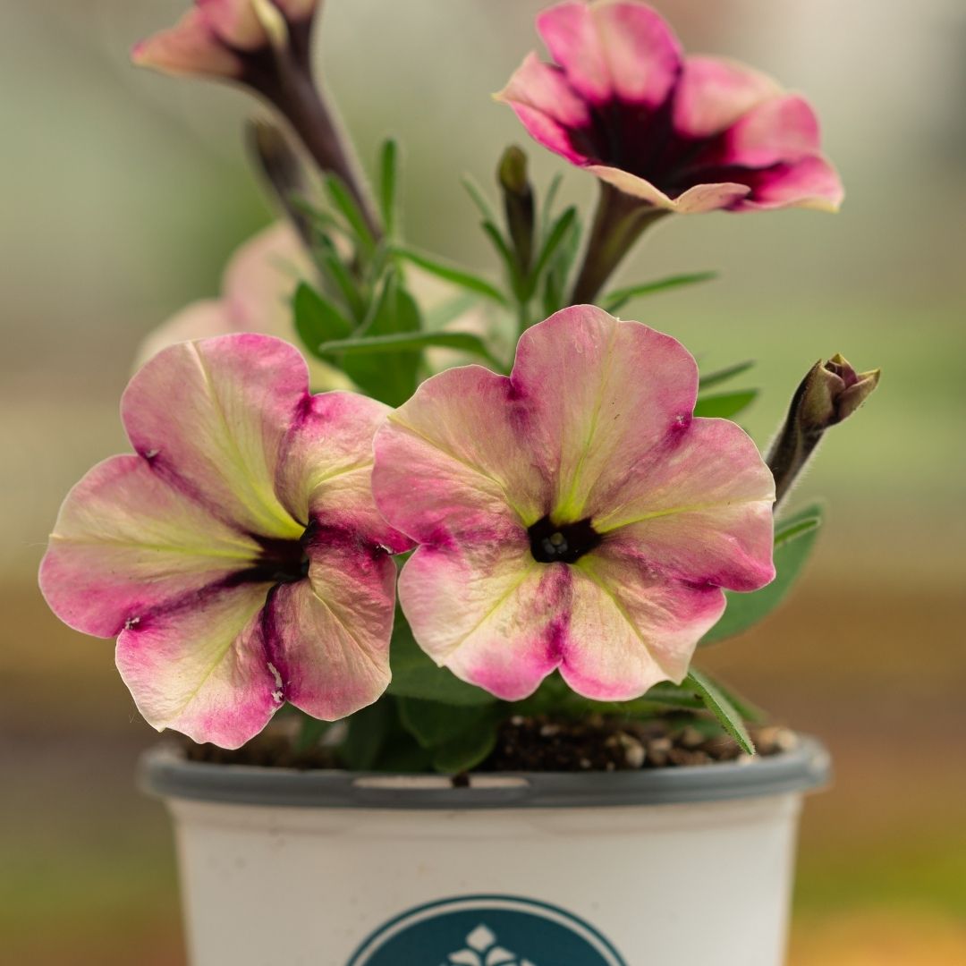 Petunia – Crazytunia Blackberry Jam – 4.5″ Pot
